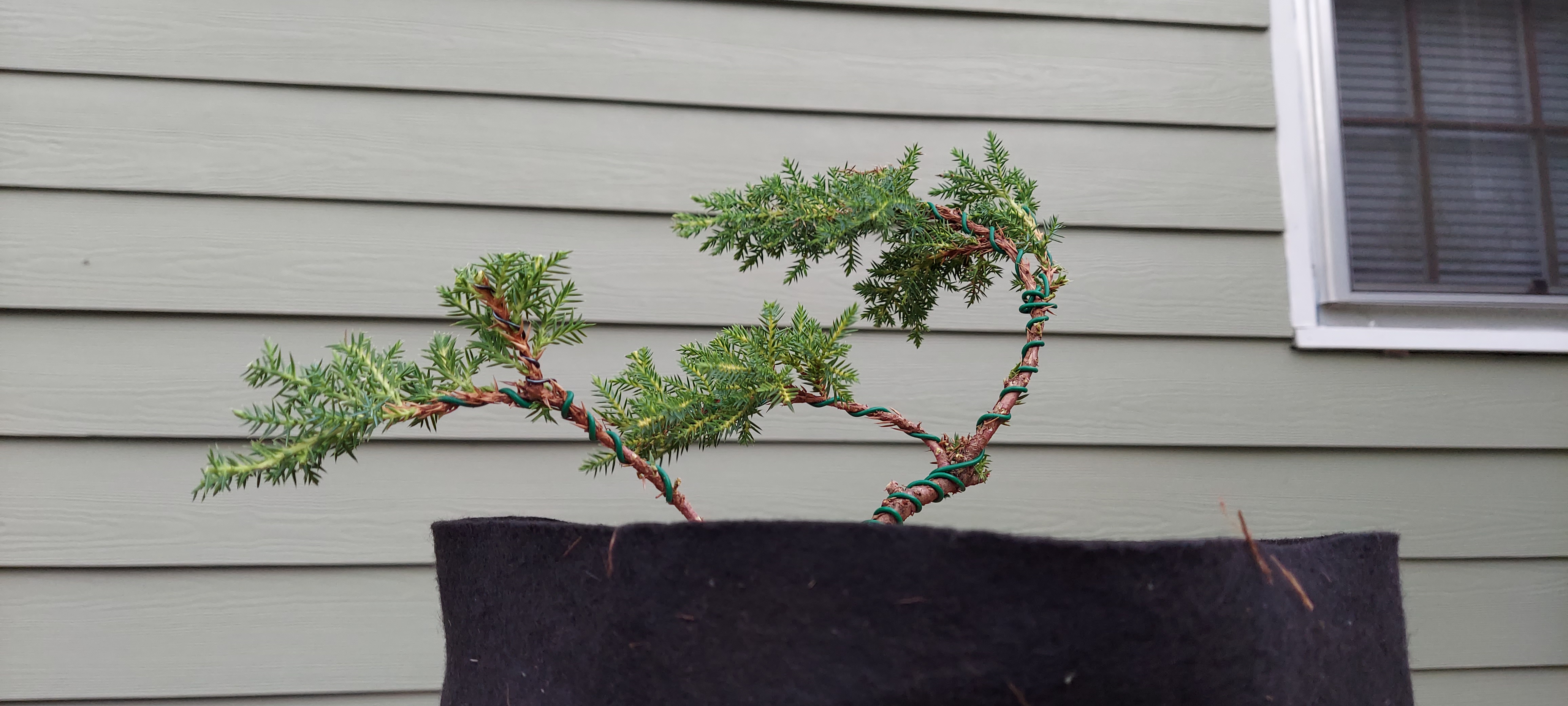 Jay Jordan - Very First Bonsai