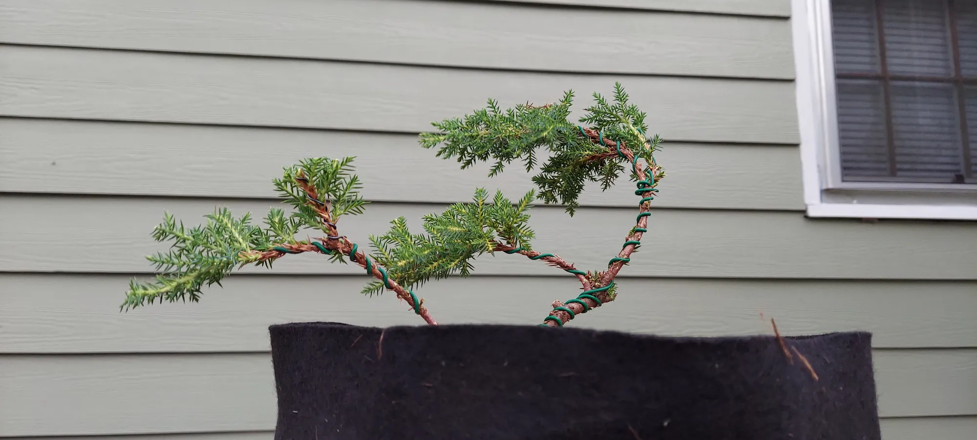Jay Jordan - Very First Bonsai