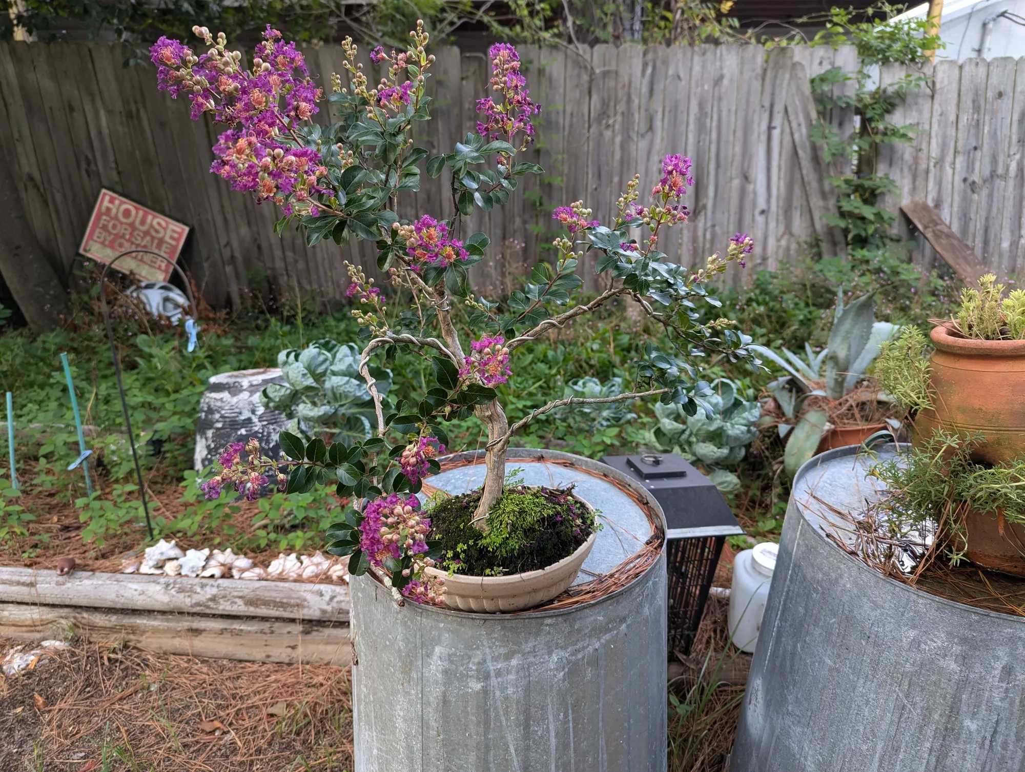 Jay Jordan - Crepe Myrtle Bonsai 2 of 3