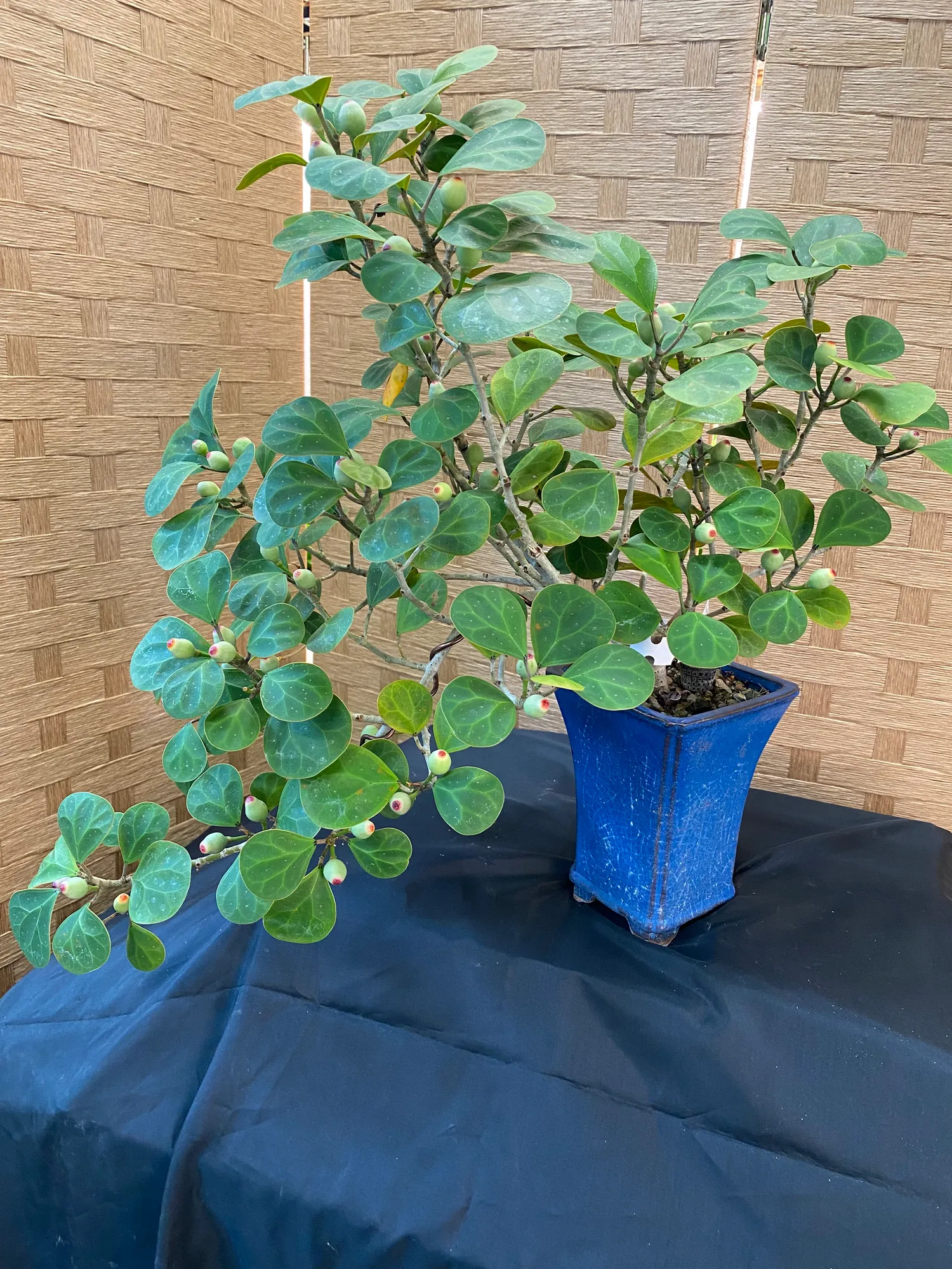 Mistletoe Fig Ficus