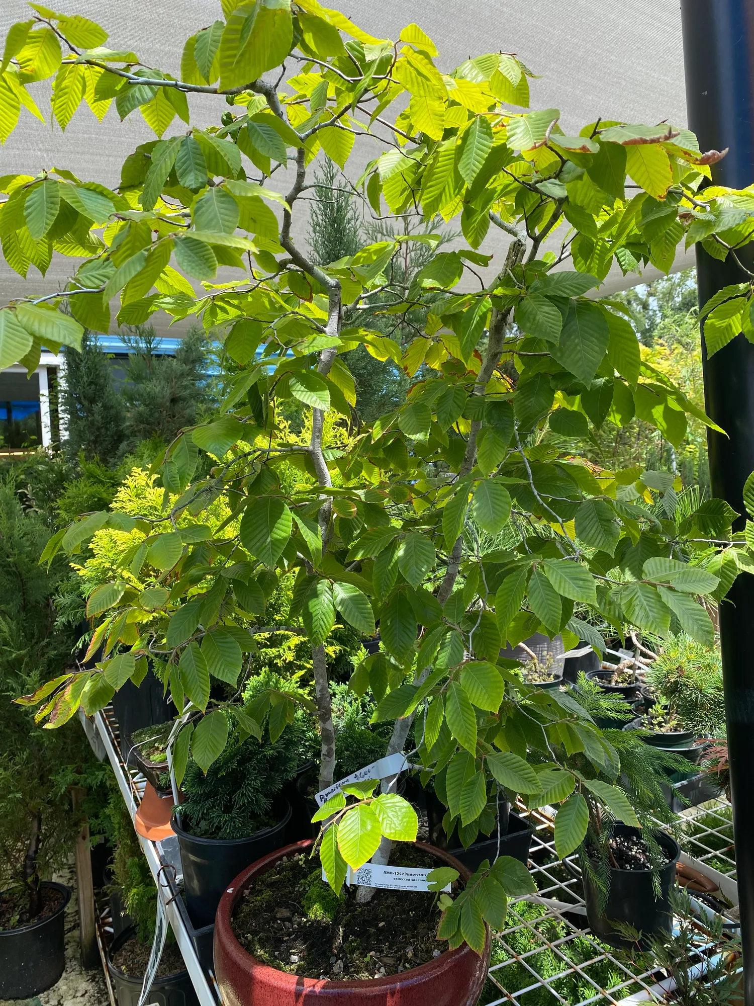 American Beech