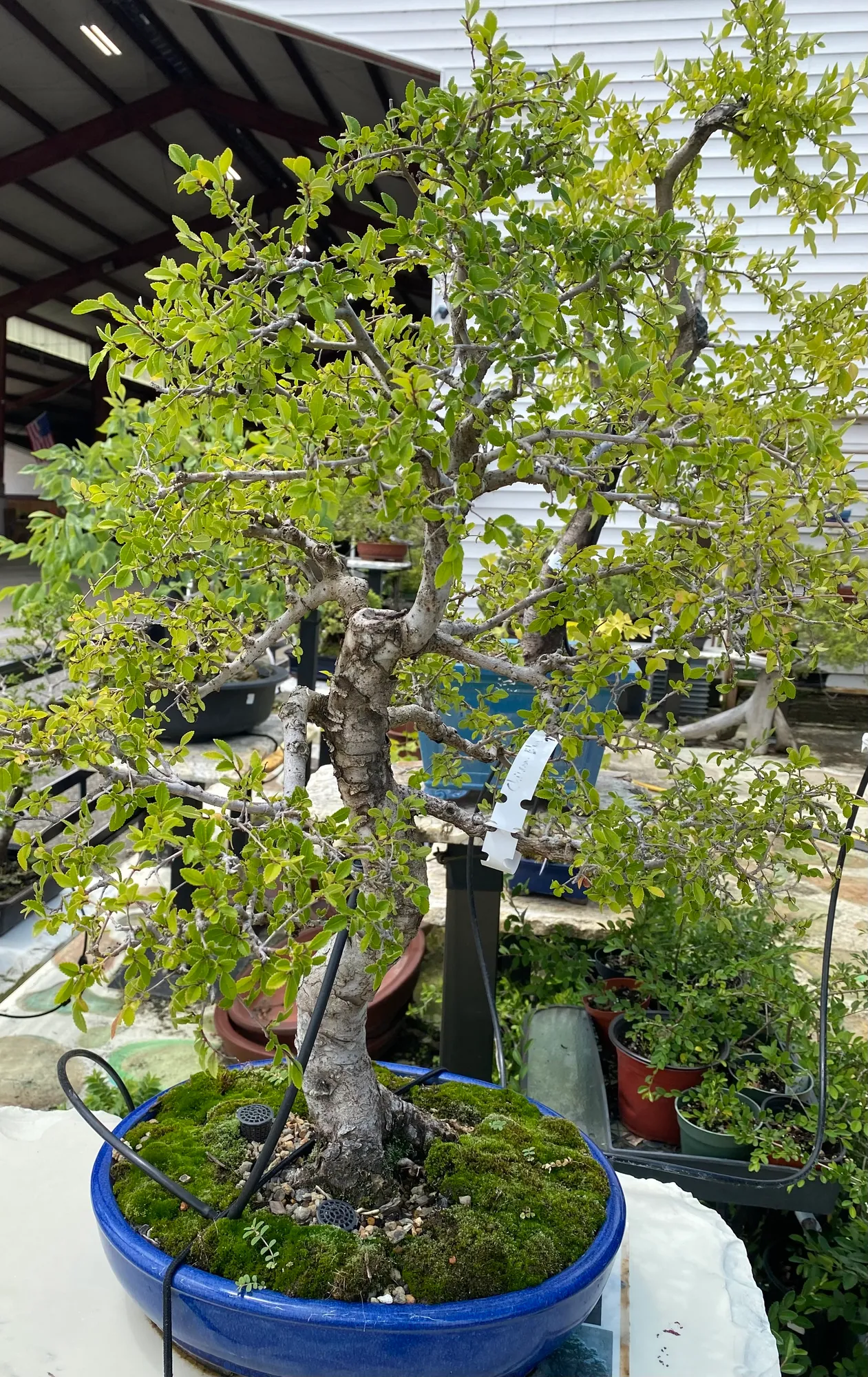 Specimen Chinese Elm