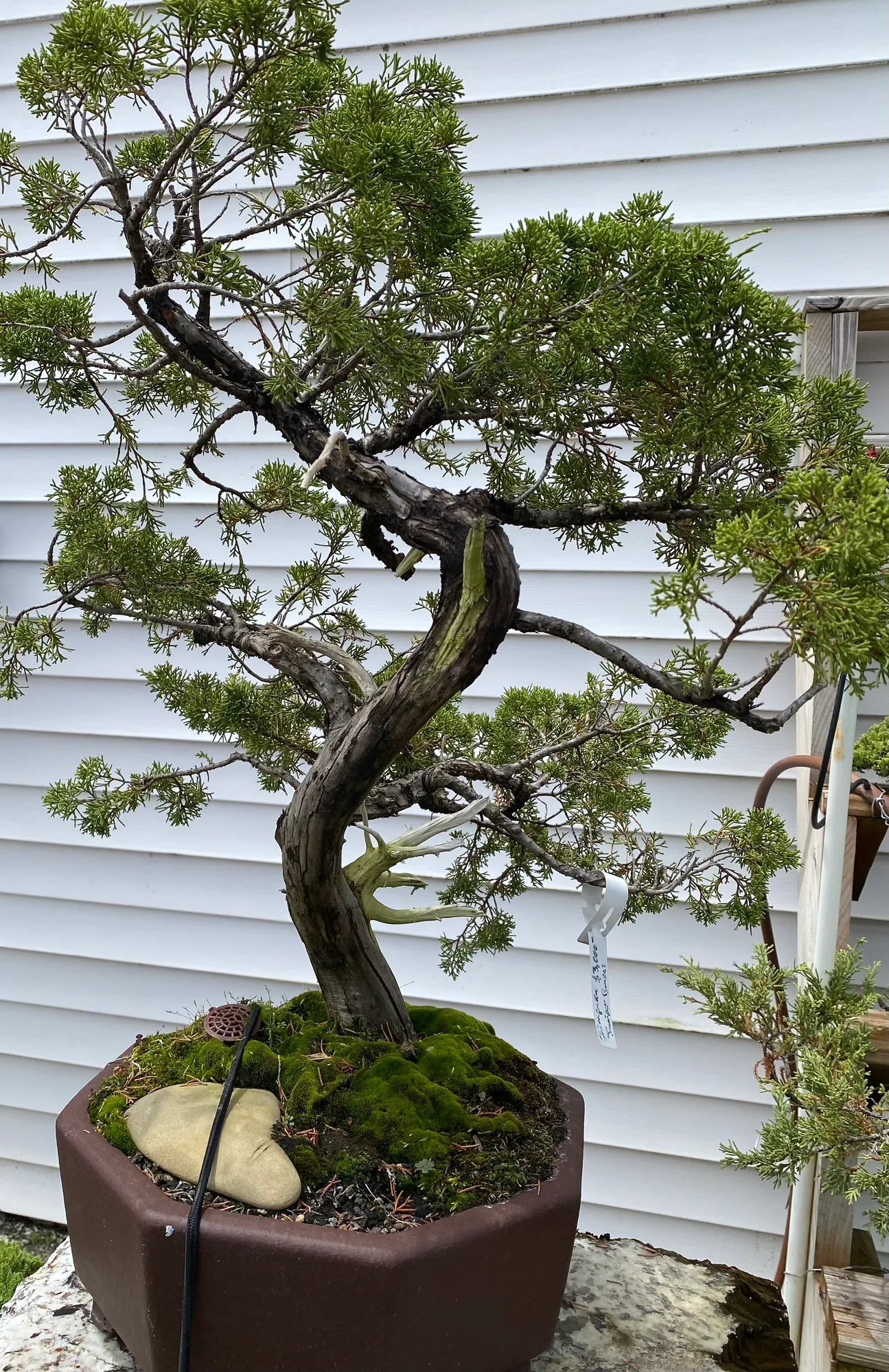 Shimpaku Juniper